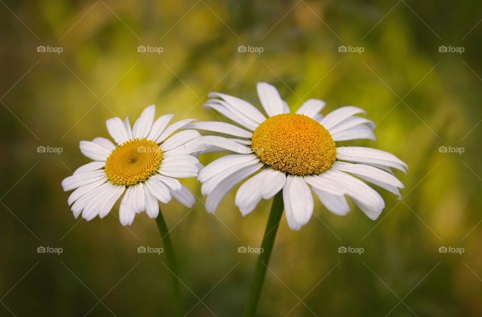 Wildflowers 