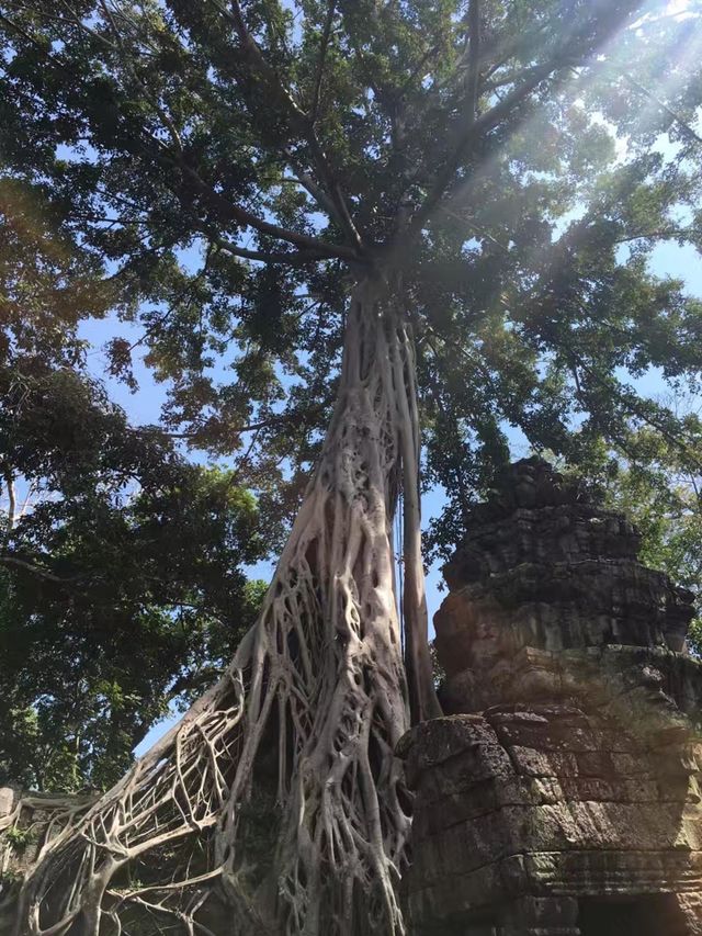 Tree and Sunlight