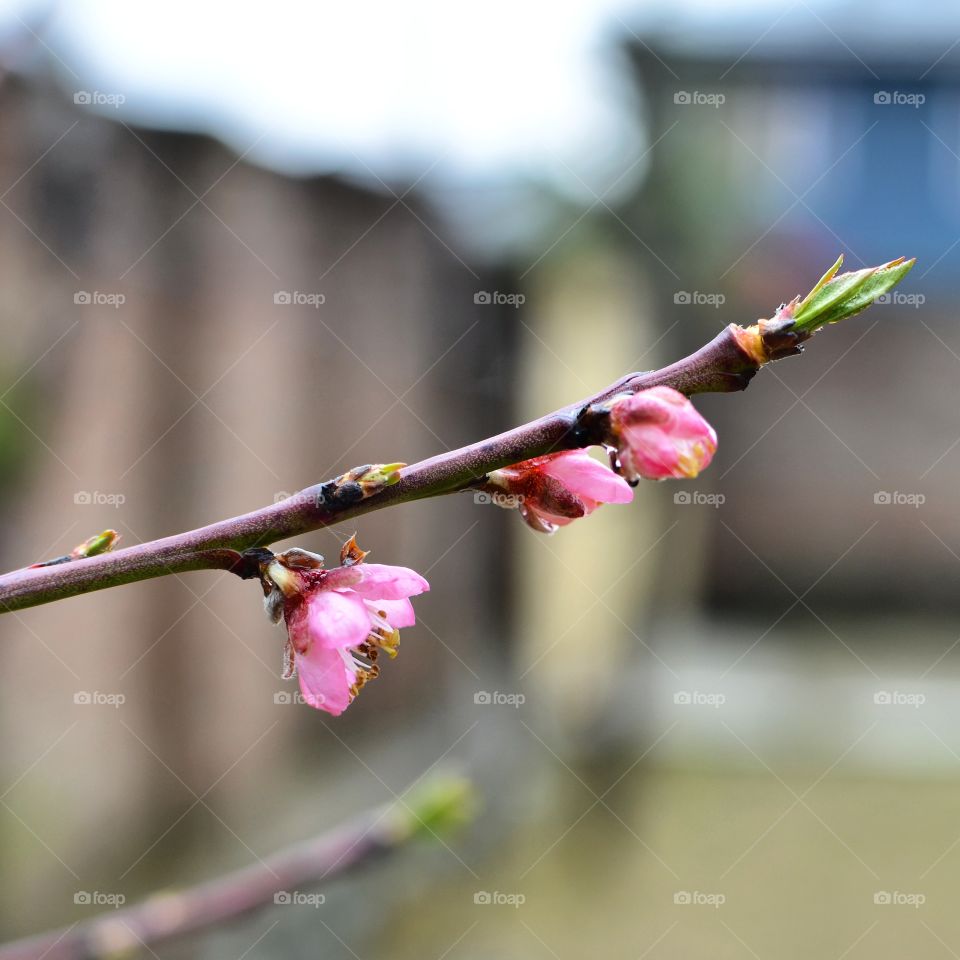 blossoms