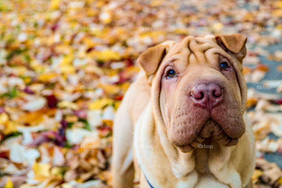 Loving the leaves 