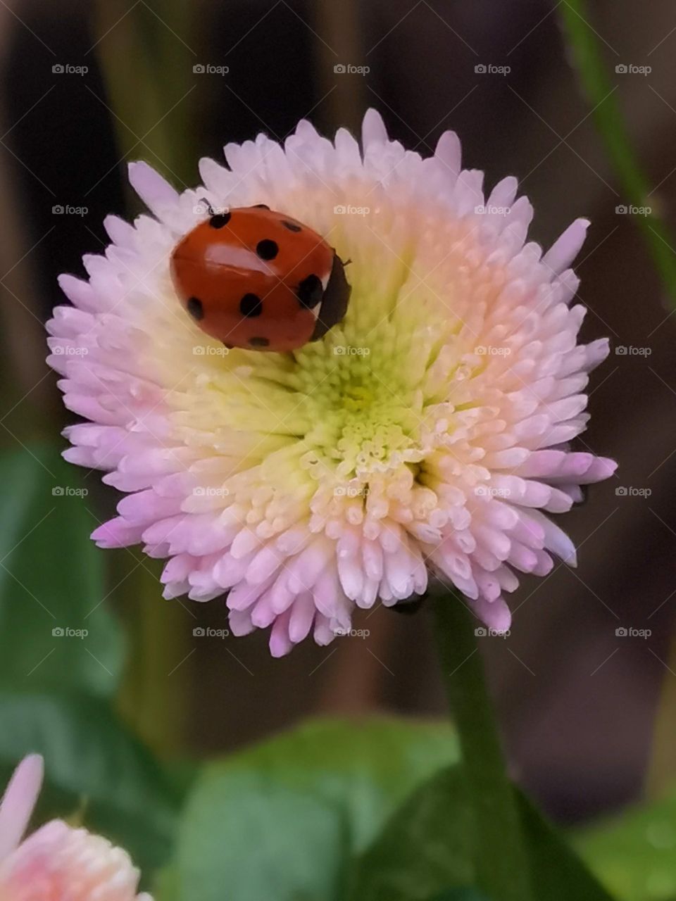 ladybird on flower head