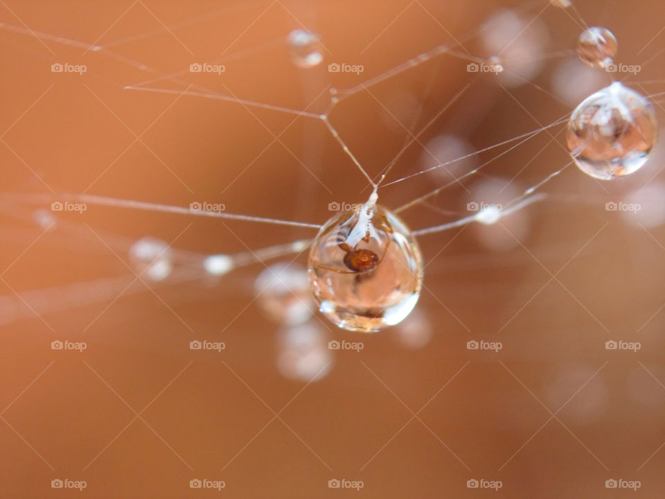 waterdroplet hanging from a spiderweb