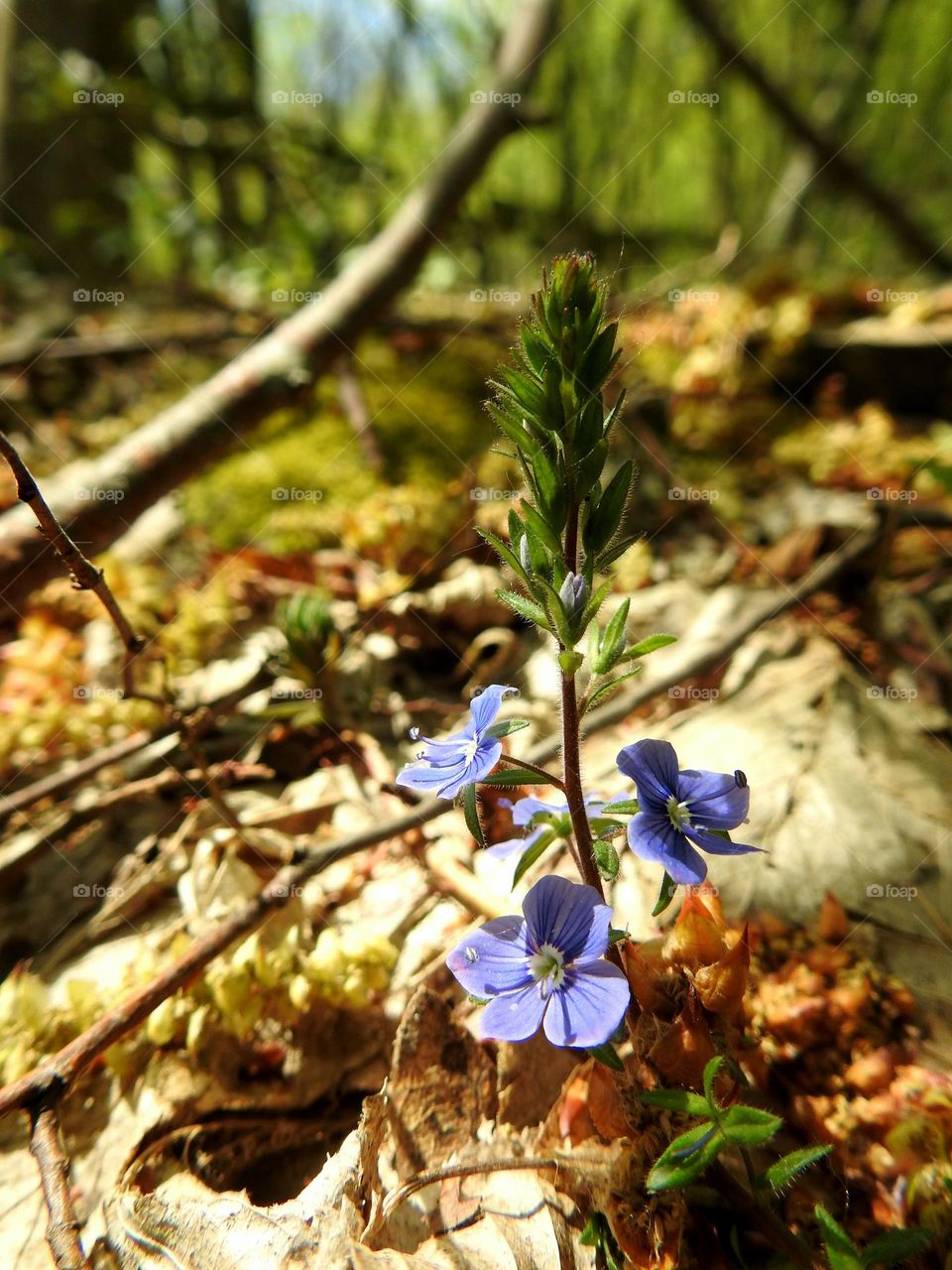 beautiful blue forest flowers