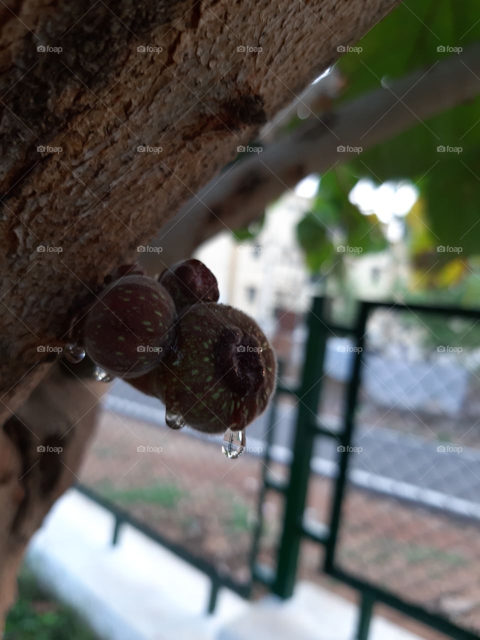 fruit with water drops