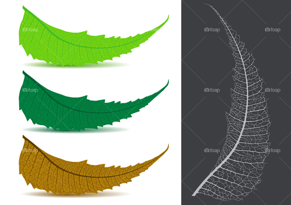 Indian medicinal neem leaf illustration