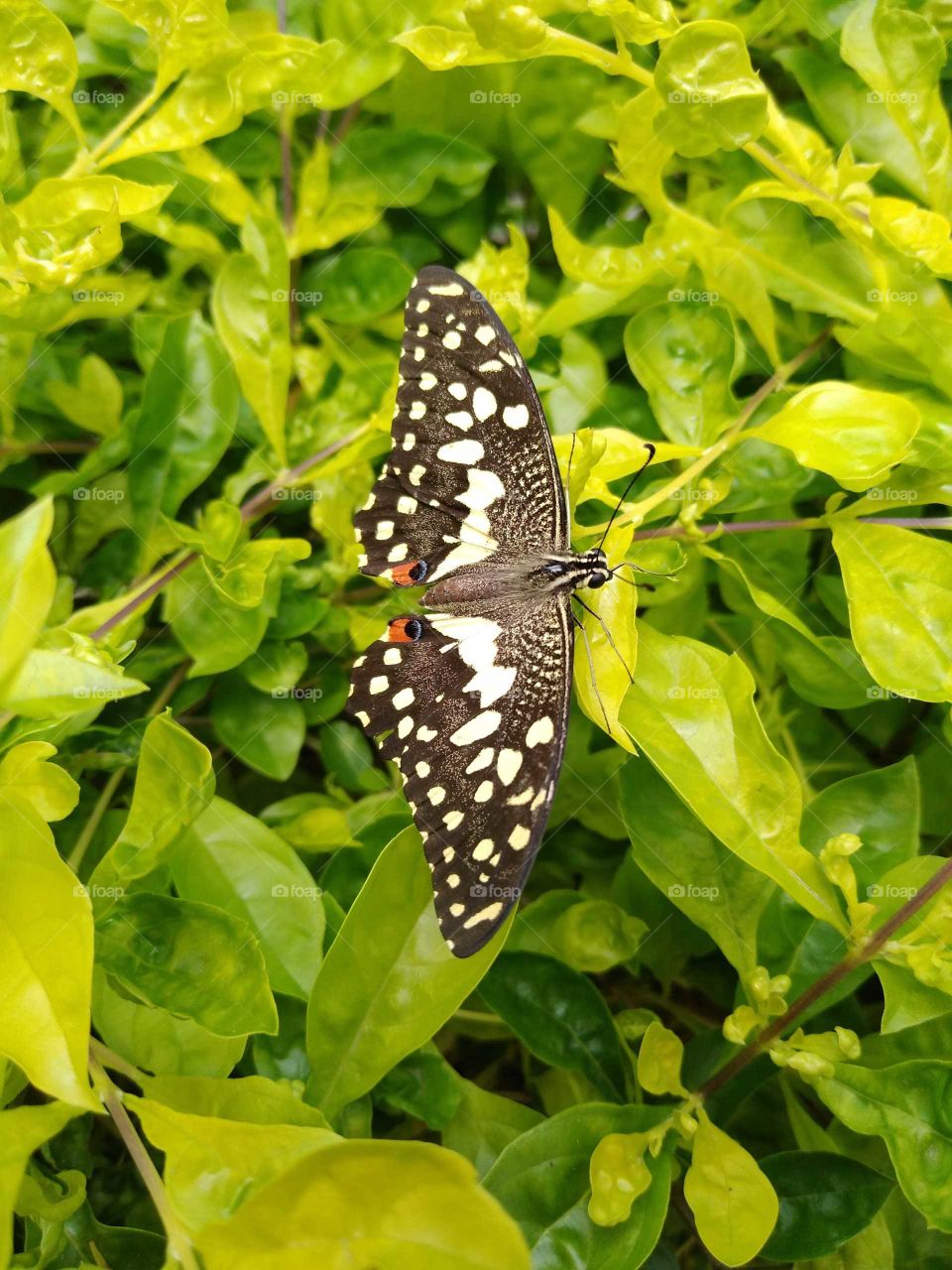 a beautiful butterfly flying in my garden
