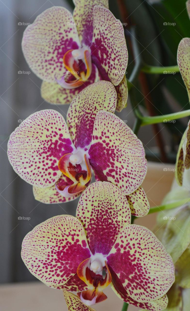 orchids flower in the hand magic magenta colour