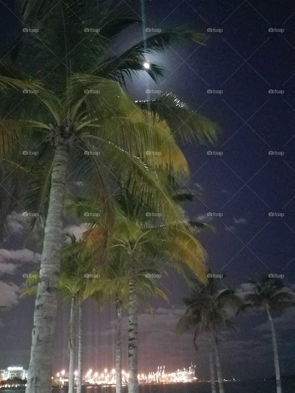 Palm tree under the moon
