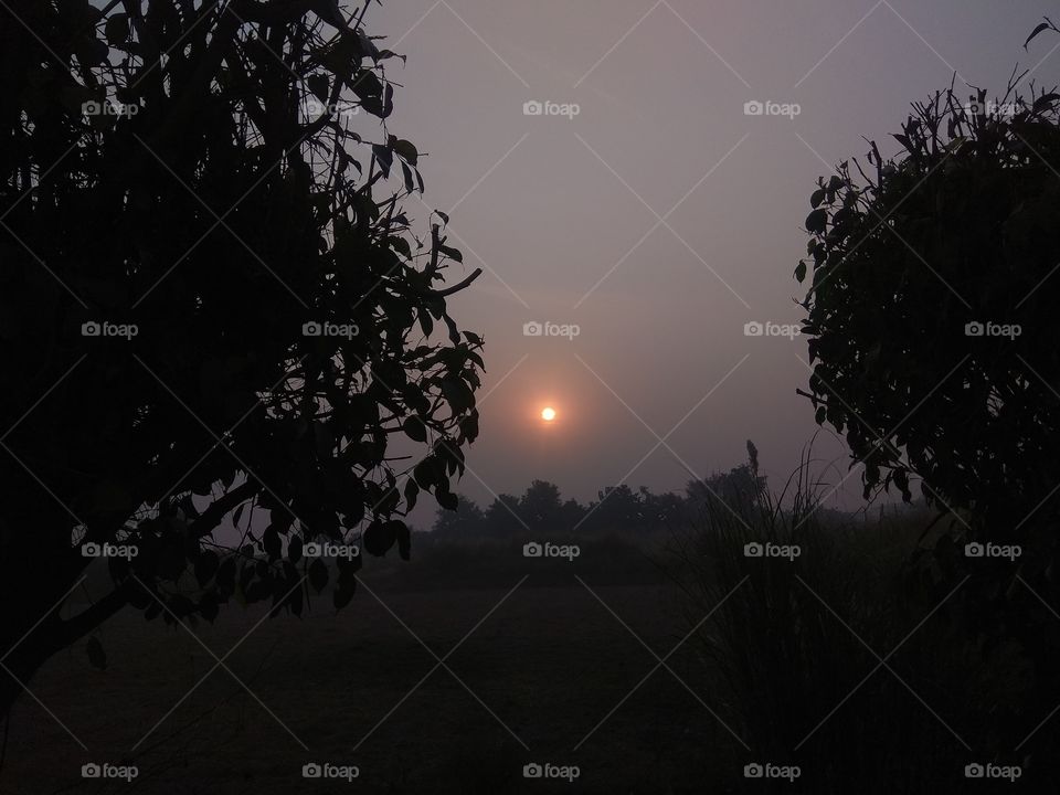 Tree, Sunset, Dawn, Silhouette, Backlit