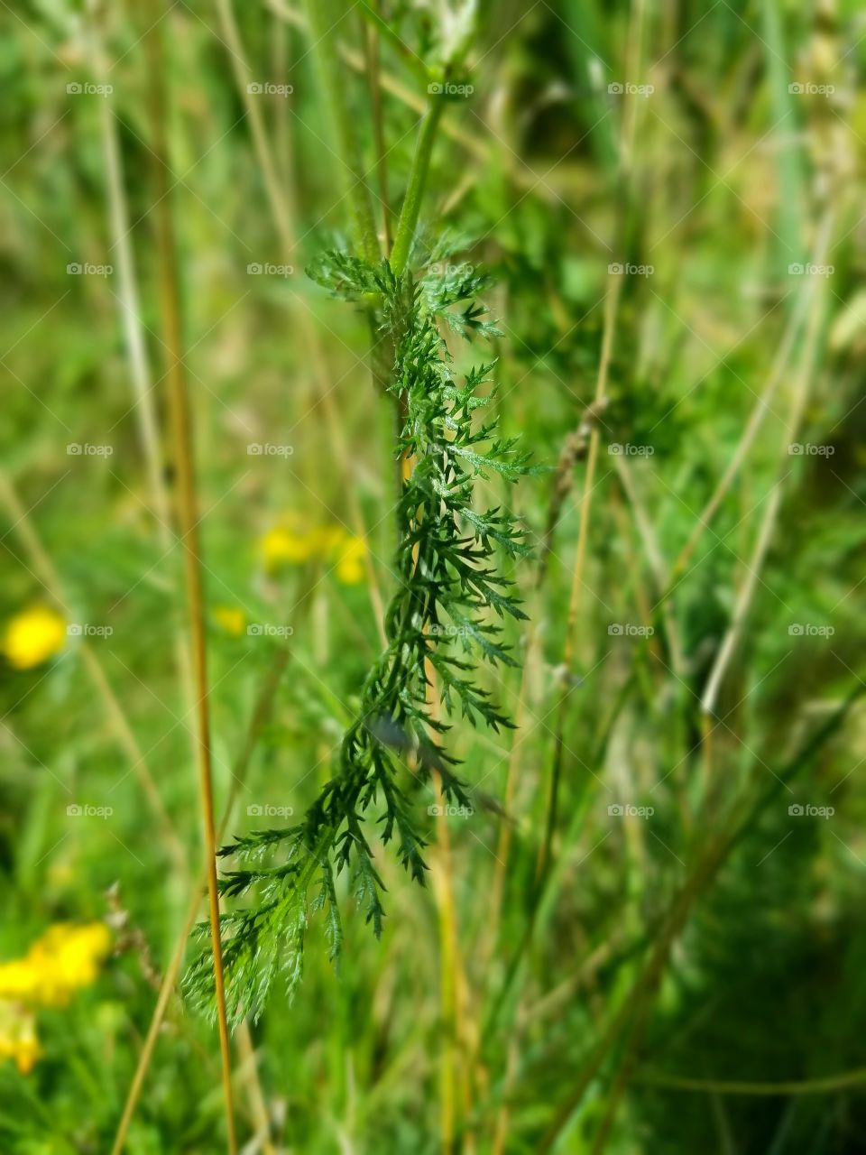 Nature, Flora, No Person, Leaf, Summer