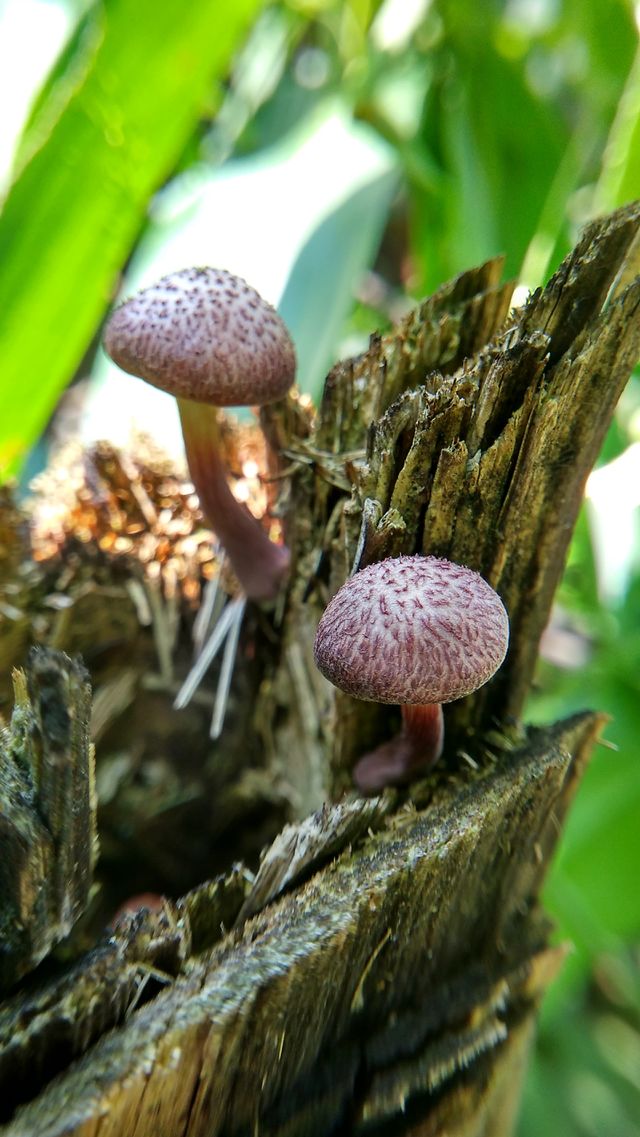 mushroom