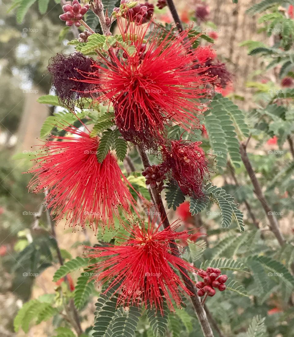 Bottle-Brush Flowers