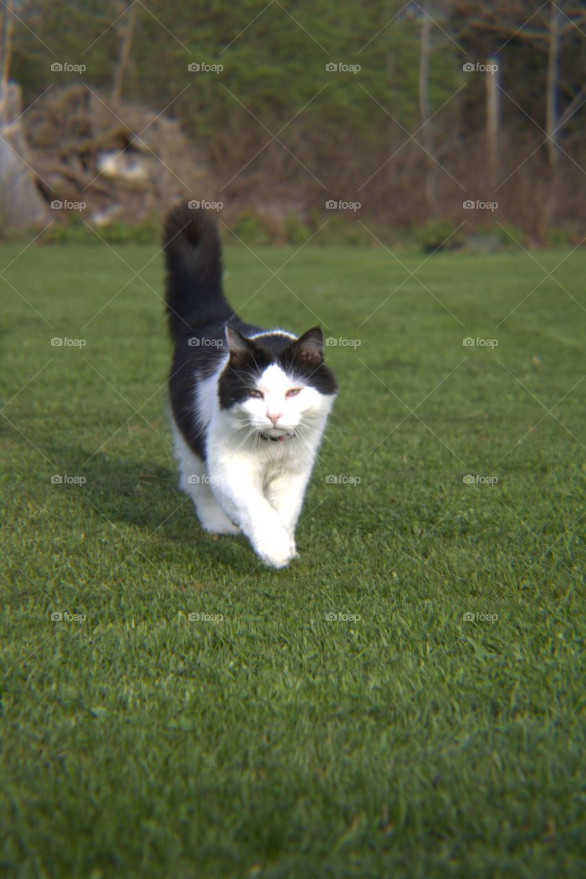 Long-haired Black & White Cat Walking on Grass