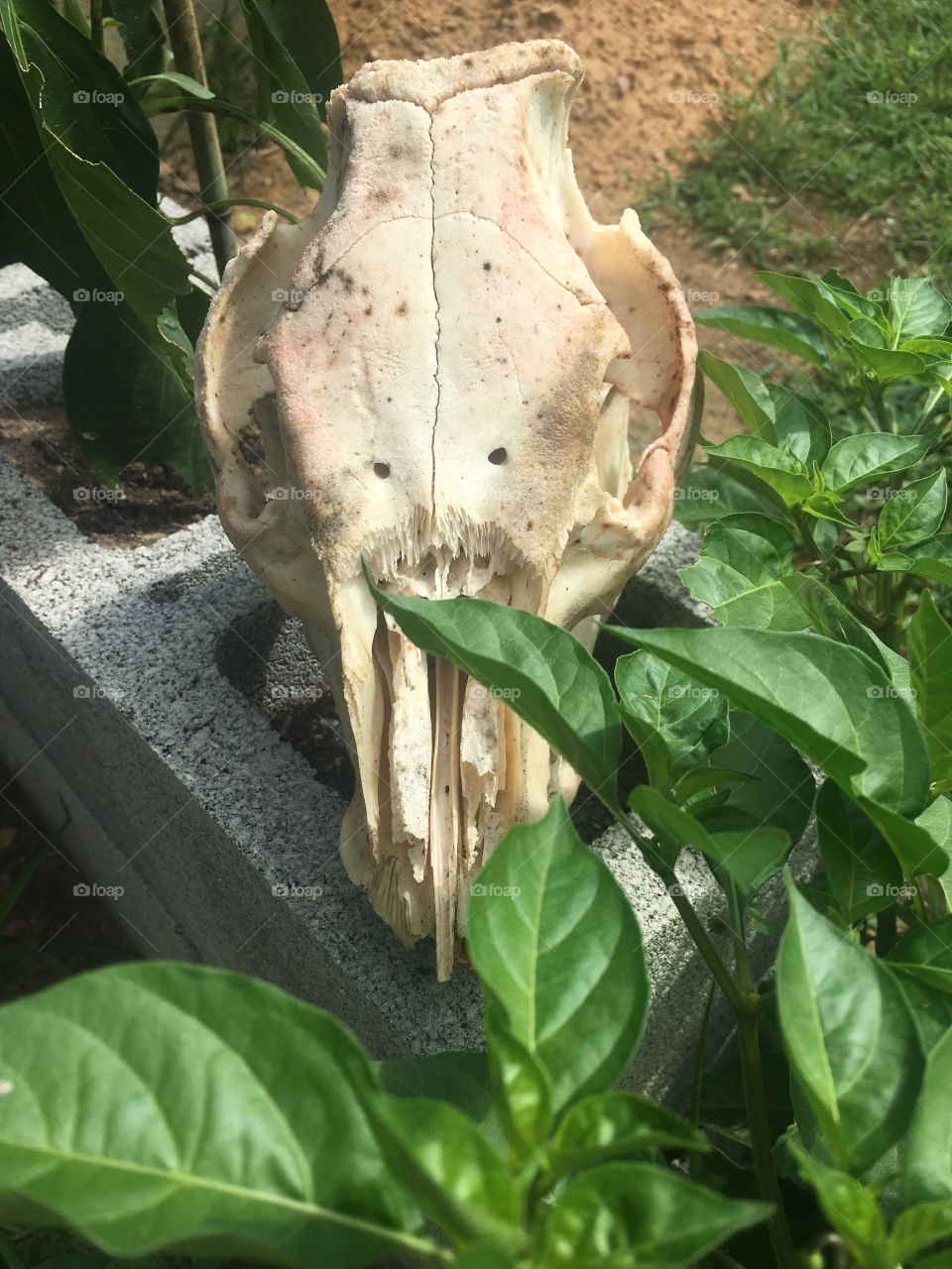 Pig skull in garden 