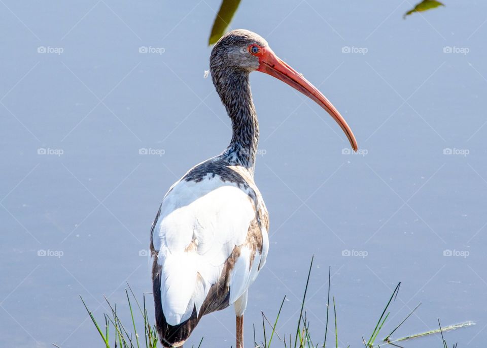 Ibis searching