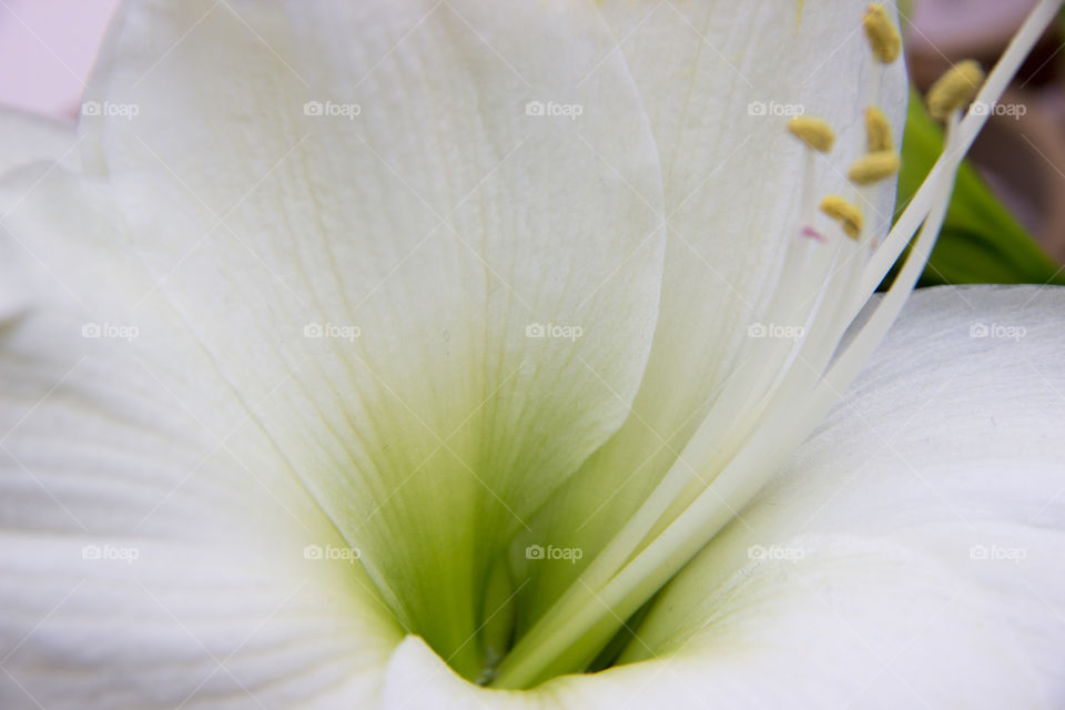 Closeup of flower