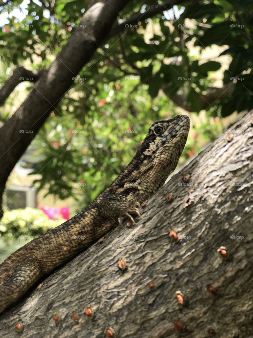 A Bahamian lizard sitting on a tree branch getting some sun. 