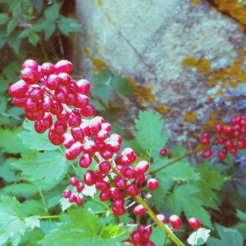 Nature, Berry, Leaf, No Person, Fruit