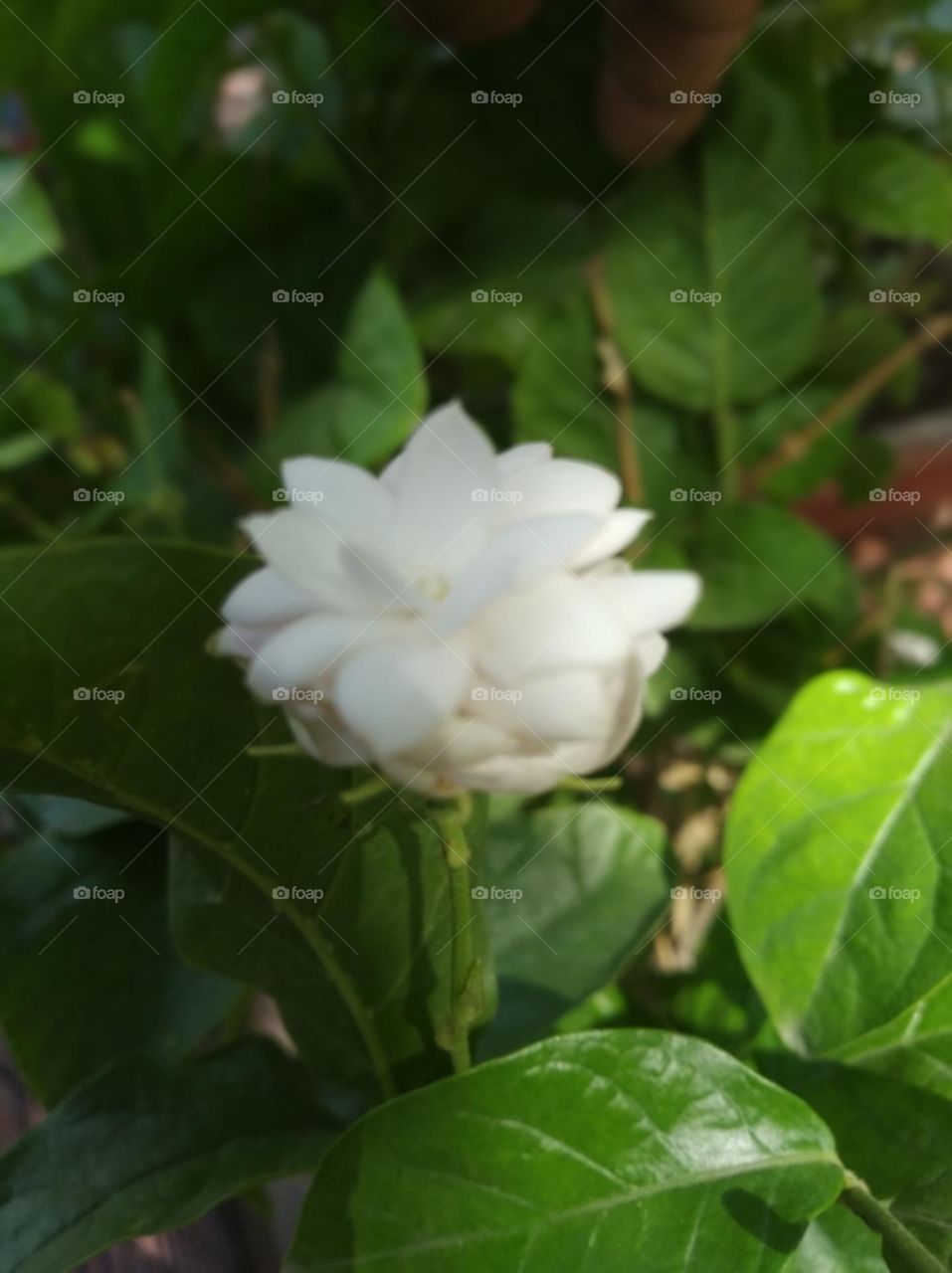white flower seasonal fresh looks very beautiful generally found everywhere green leaves