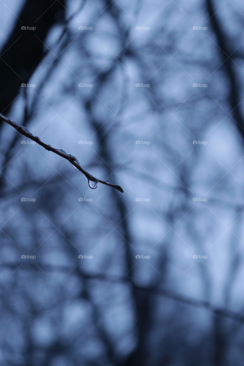 Water droplets on a twig suspended from the branches in the deep woods.