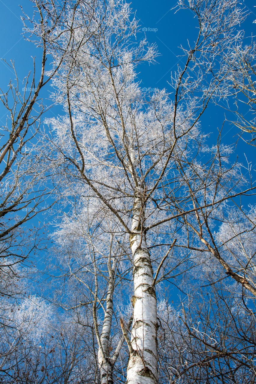 Birch Tree in Winter