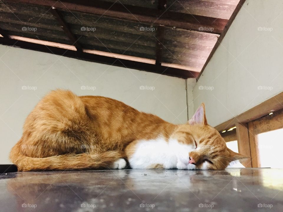 You cannot look at a sleeping cat and feel tense.