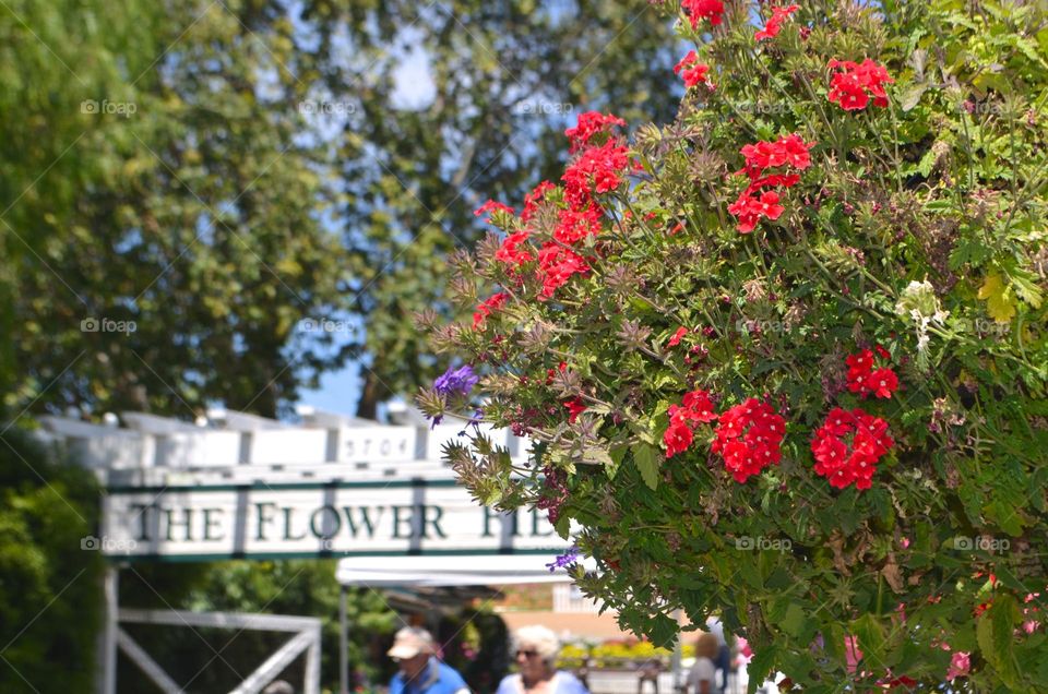 Carlsbad flower fields in California