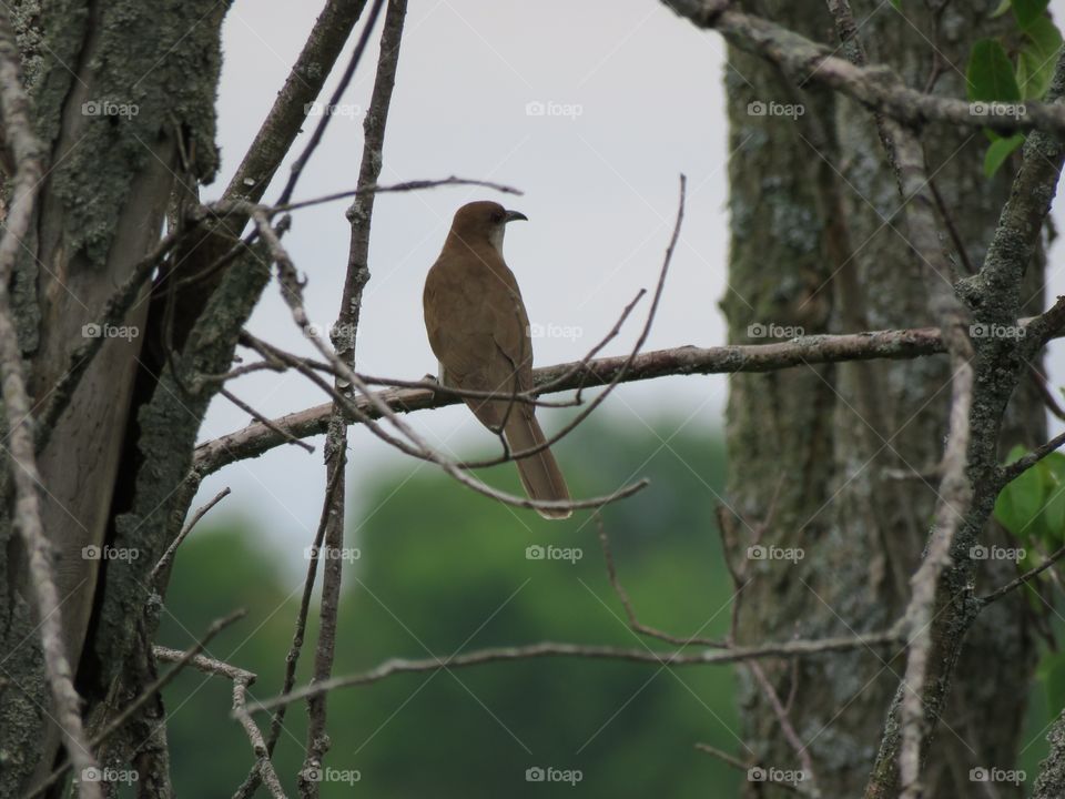 An elusive Black Billed Cuckoo spotted sitting and calling in a tree.
