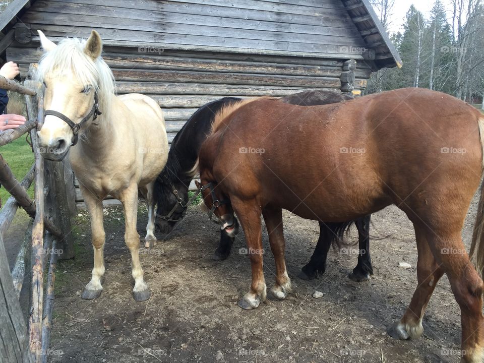 White, brown and black horse