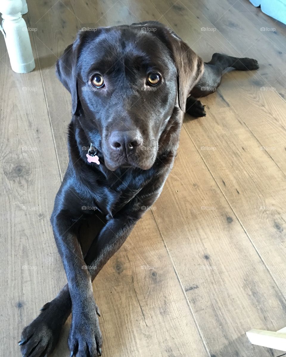 Chocolate Labrador 