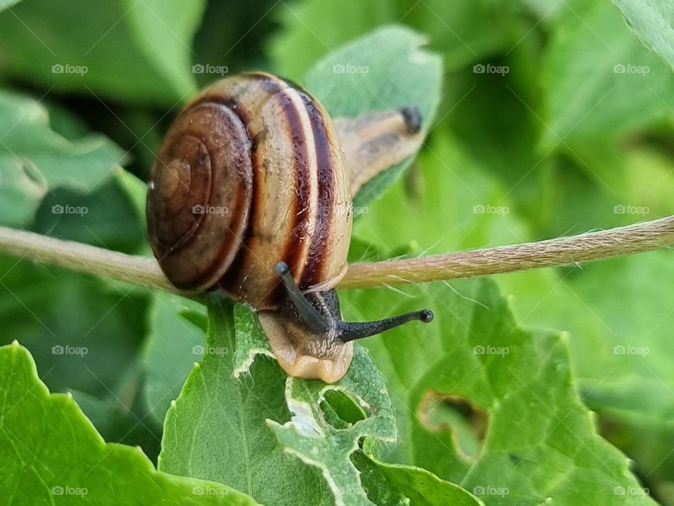 Snail