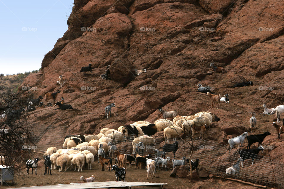 No Person, Desert, Rock, Outdoors, Sheep