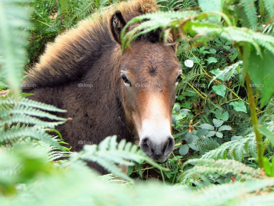 Exmoor pony foal