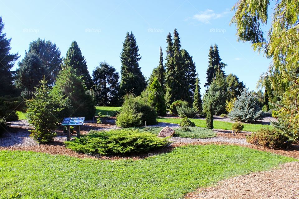 Different varieties of conifers in a beautiful setting