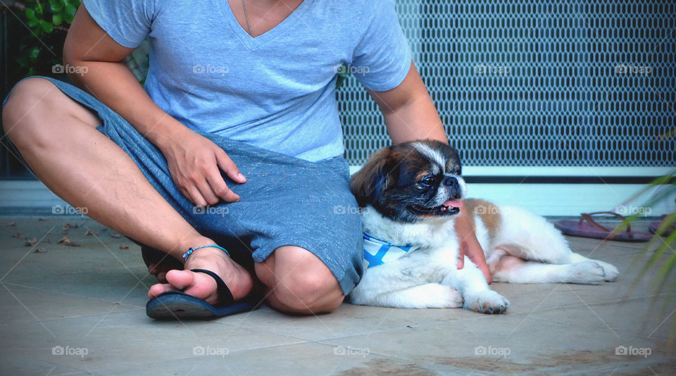 Cute, happy pekingese dog with tongue out leaning side by side owner