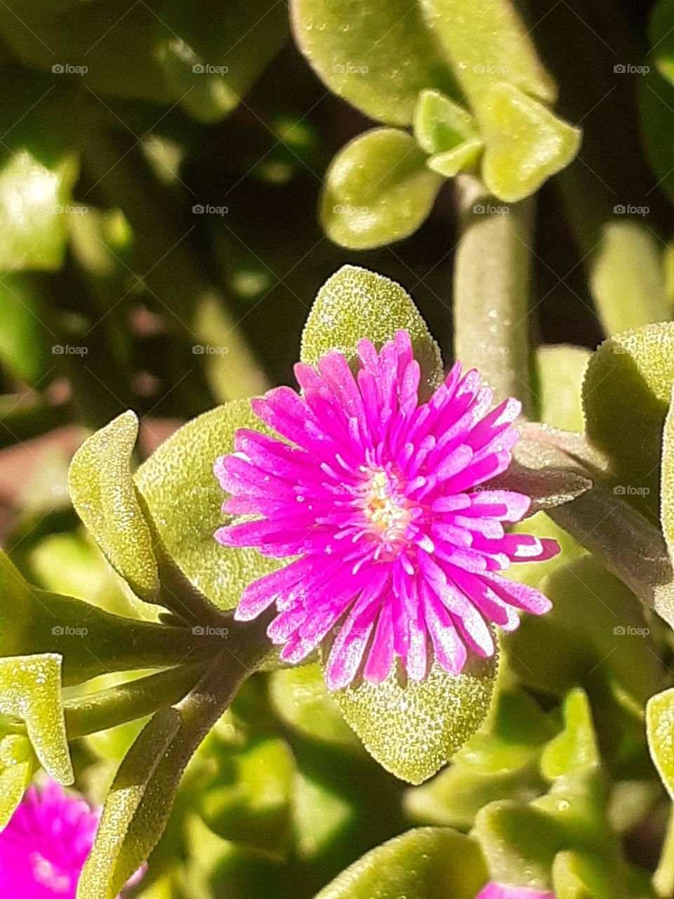 la flor magenta