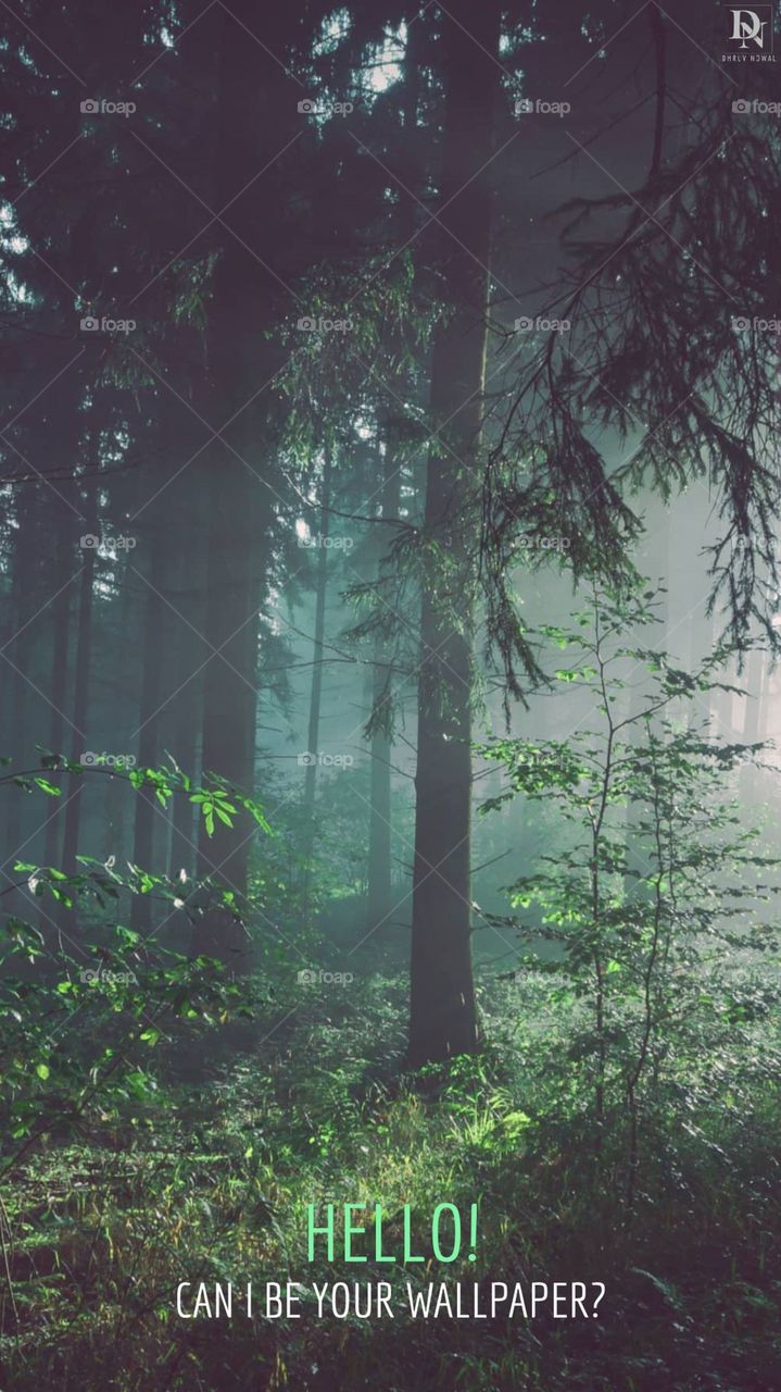 Forest peace.