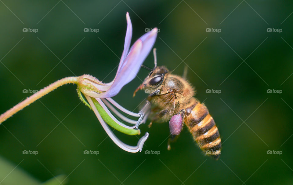 Relationship of Bee and flower