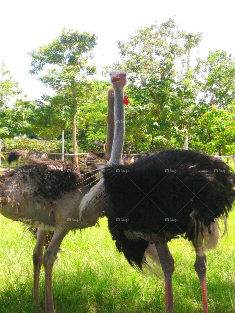 Ostrich :)