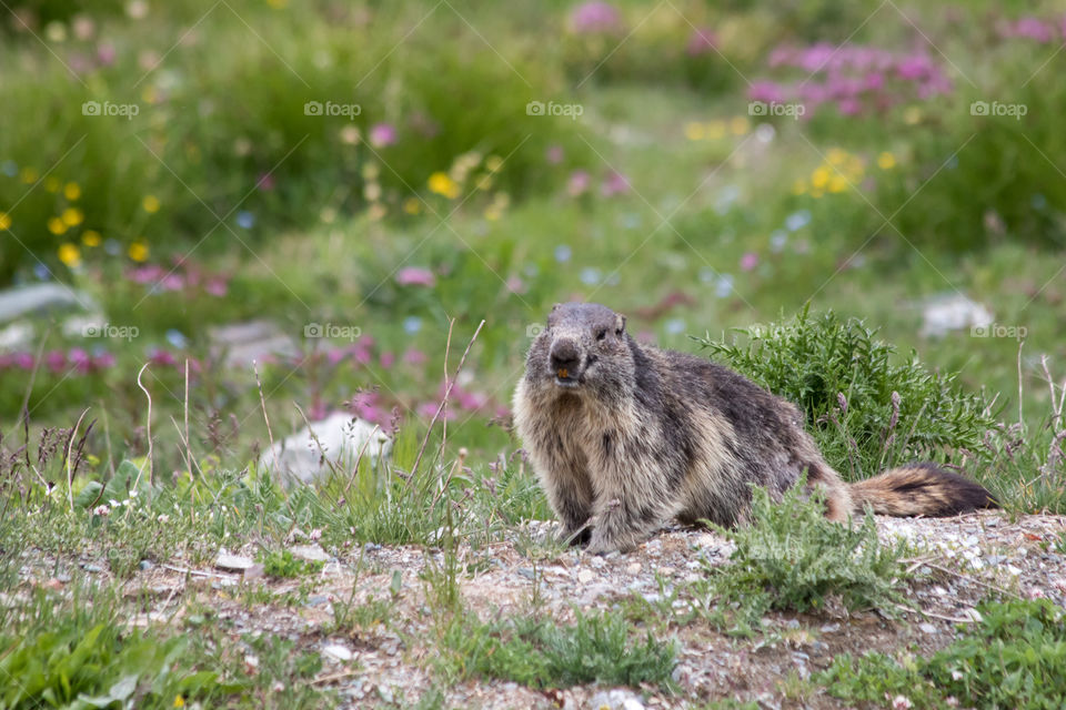 Wild marmot in the Alps, surrounded by colorful flowers 