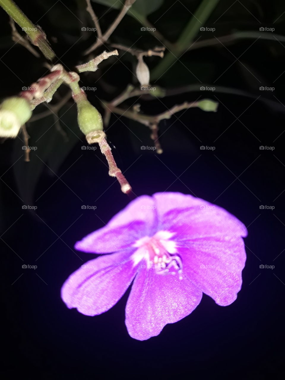 Violet flower3