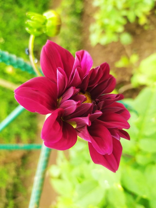 red flower...😍✨