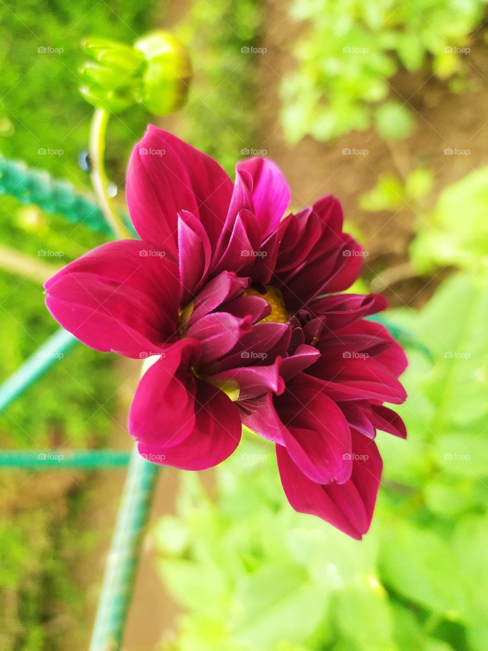 red flower...😍✨