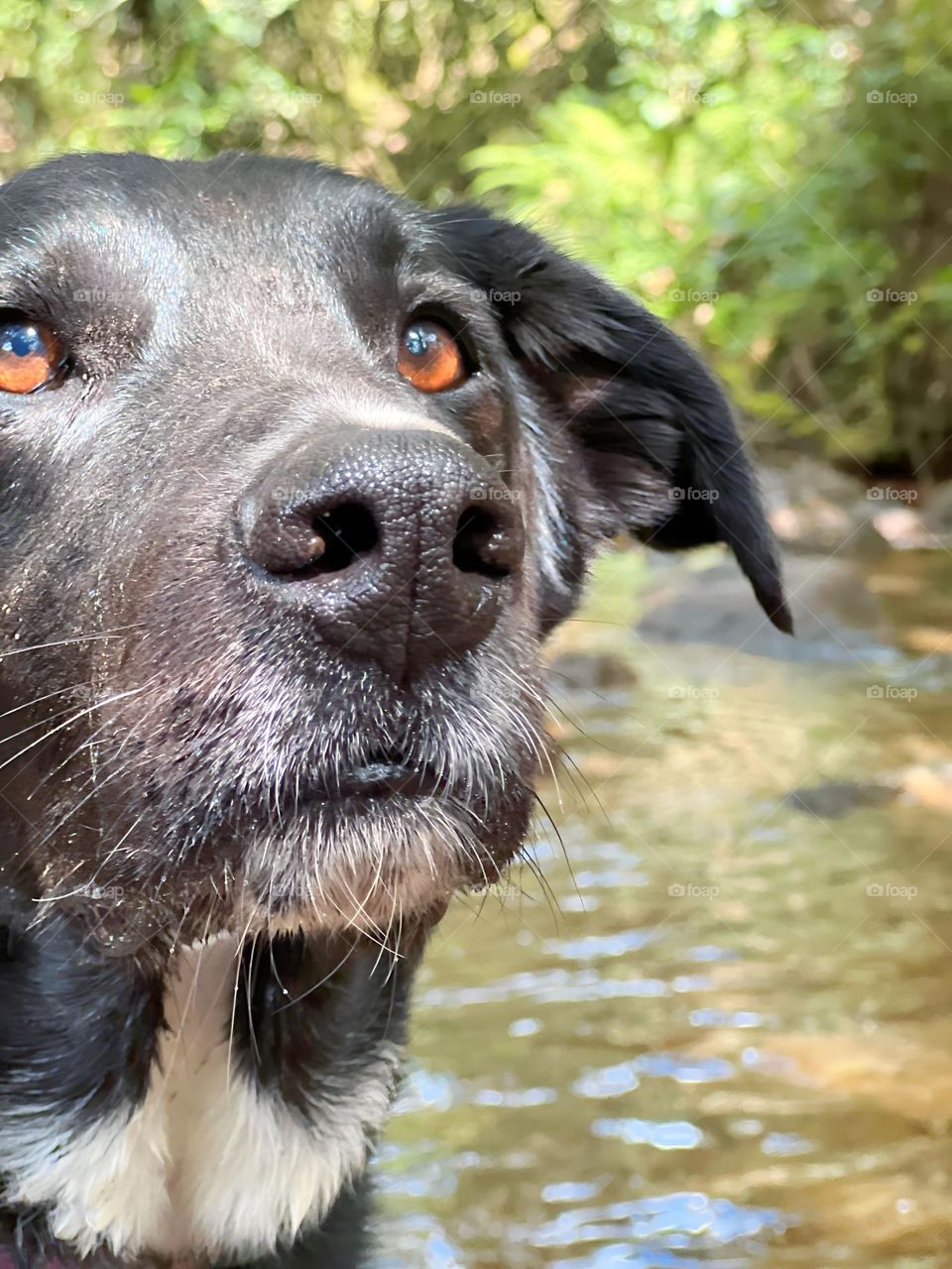 La mirada de un perro 