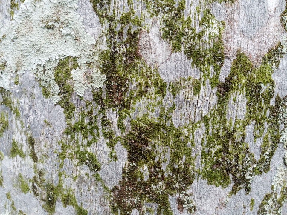 Tree bark textures