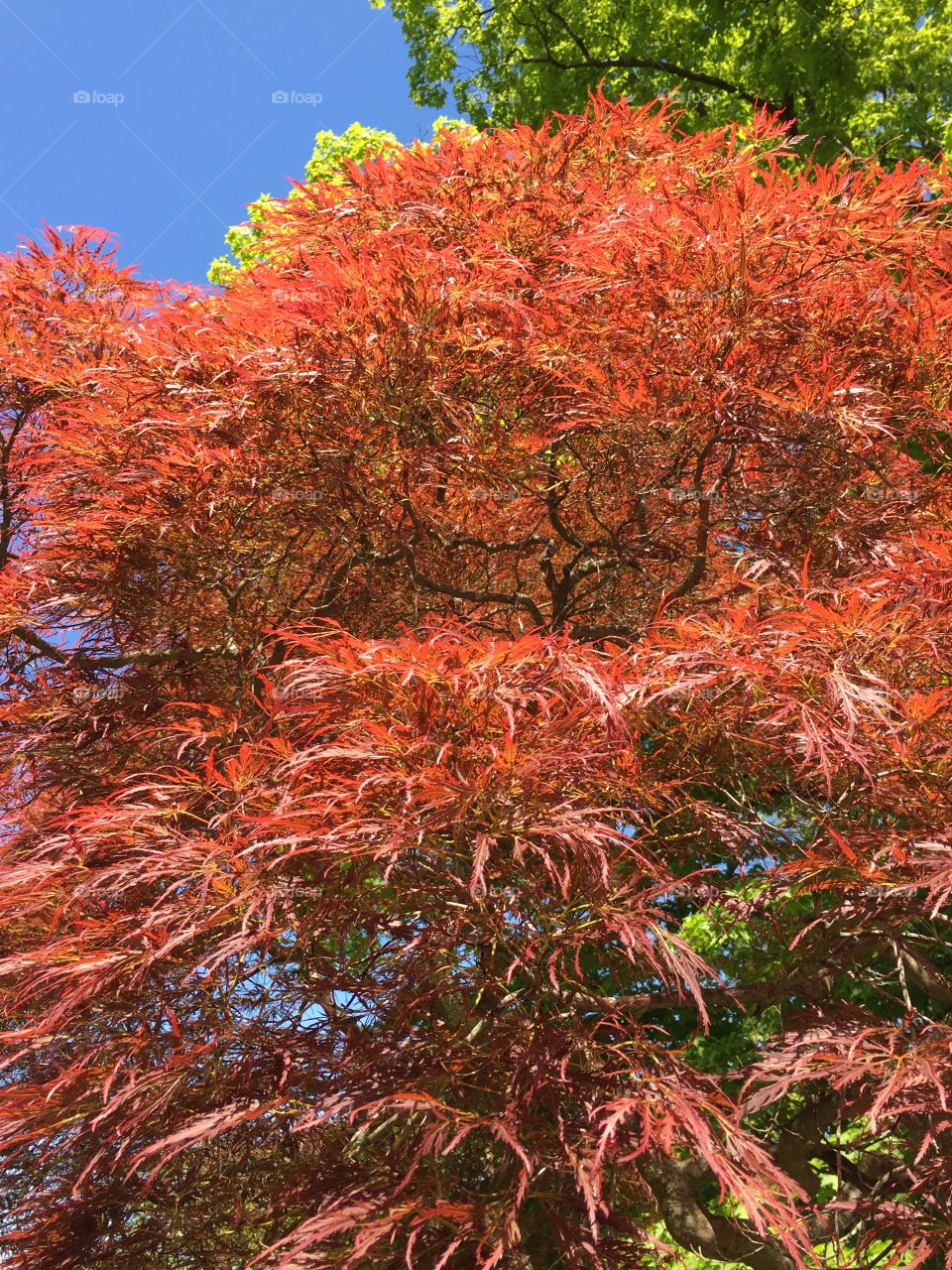 Red Dragon Lace Leaf Japanese Maple