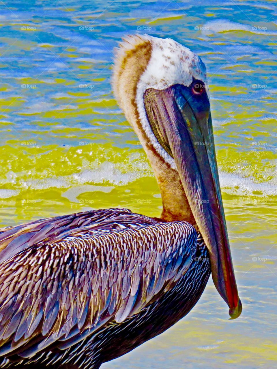Colorful Pelican. Fort Myers Beach, FL
