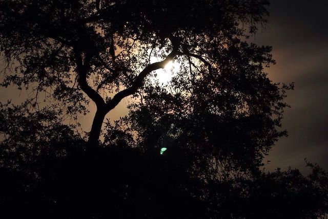 Nite lite