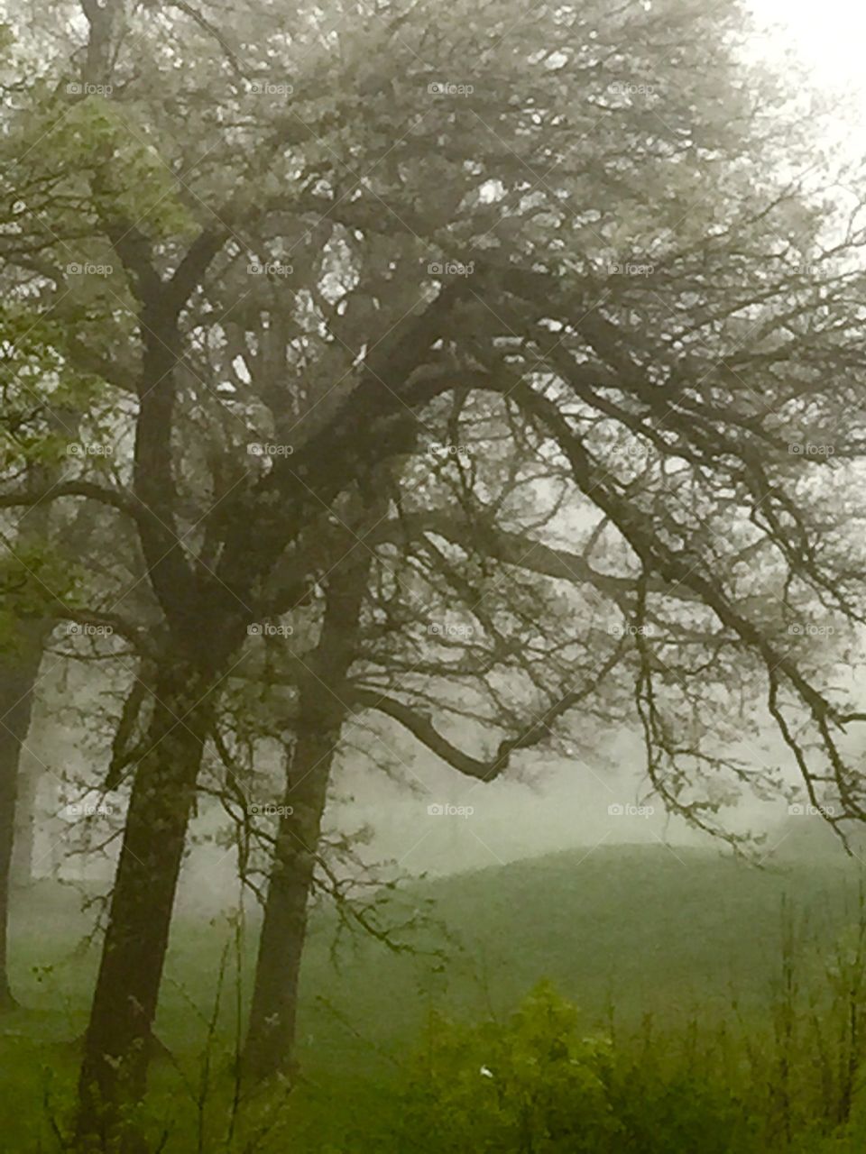 Misty Morning Tree . Tree in park on a foggy morning