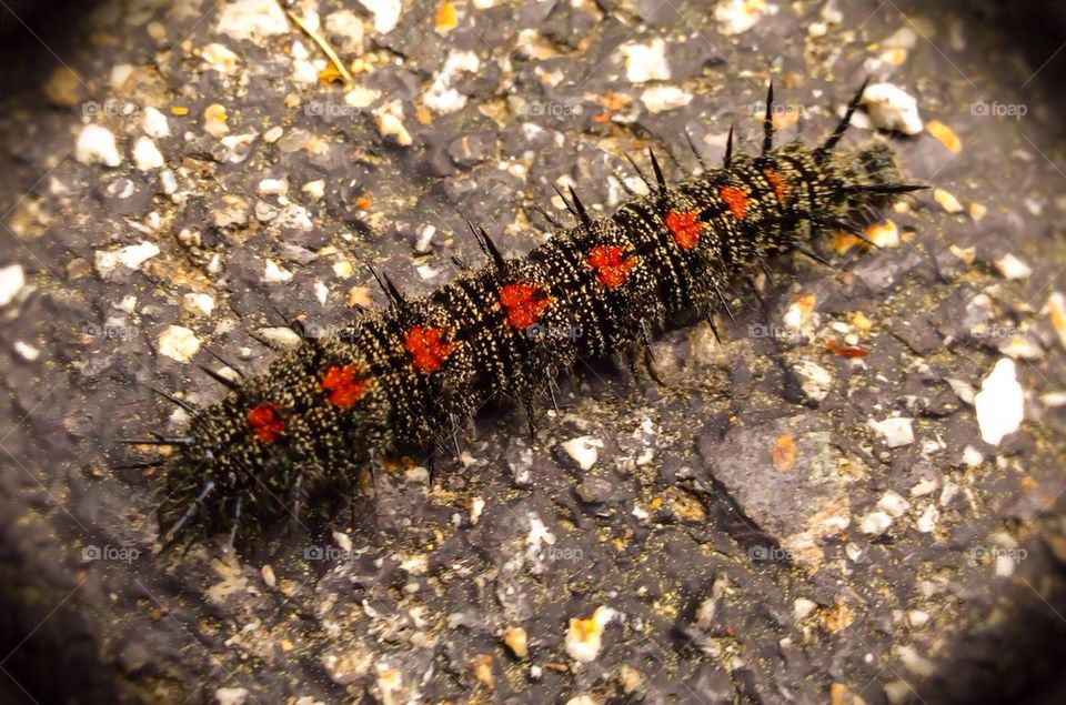 Caterpillar on pavement